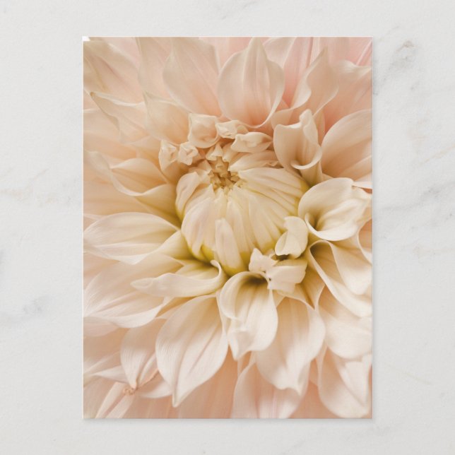 Postal Dahlia rosa, blanca y crema - Dahlias (Anverso)