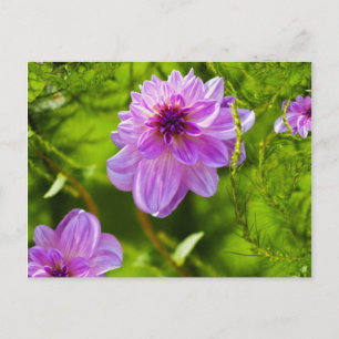 Postal Dahlia Rosa Fantasía