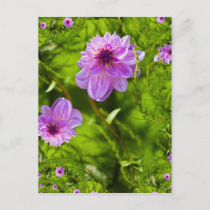 Postal Dahlia Rosa Fantasía
