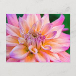 Postal Dahlia rosa y crema