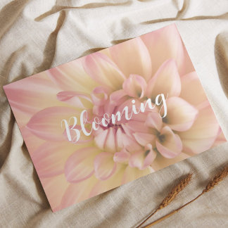 Postal Dahlia rose poudré pêche crème blooming