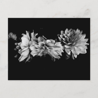 Postal Dahlia Trio negro y blanco