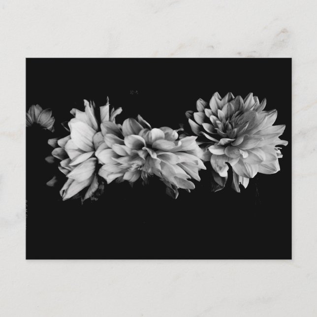 Postal Dahlia Trio negro y blanco (Anverso)