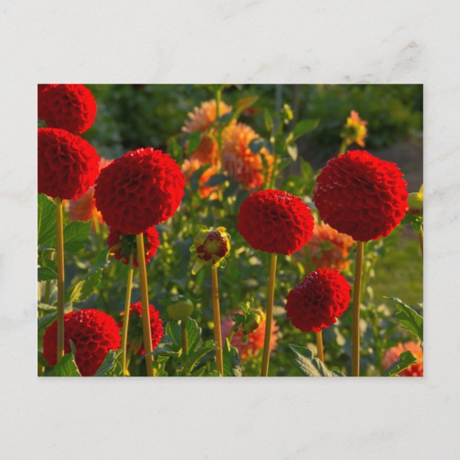 Postal Dahlias, granja de dahlia, Canby, Oregón, EE.UU. 3 (Anverso)