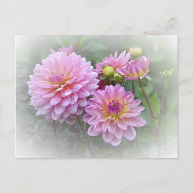 Postal Dahlias rosadas (Anverso)