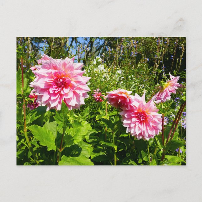 Postal Dahlias rosadas (gota de Otto) (Anverso)