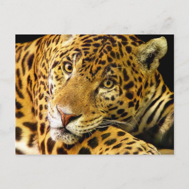 Postal Daimler the Jaguar (Anverso)