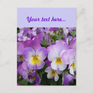 Postal Dainty Violas
