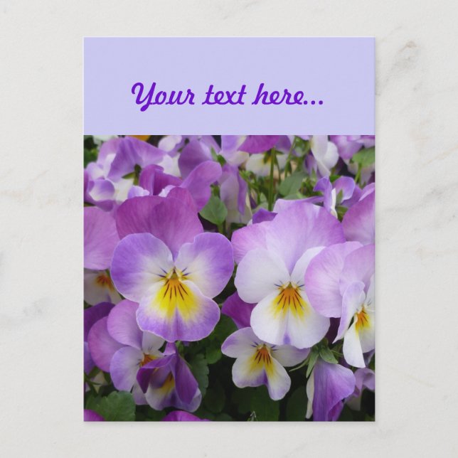 Postal Dainty Violas (Anverso)