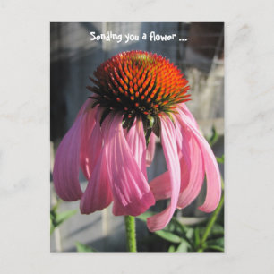 Postal Daisey rosa y naranja