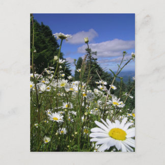 Postal Daisies