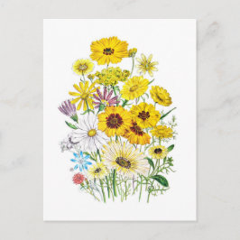 Postal Daisies