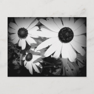 Postal Daisies