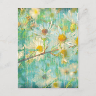 Postal Daisies