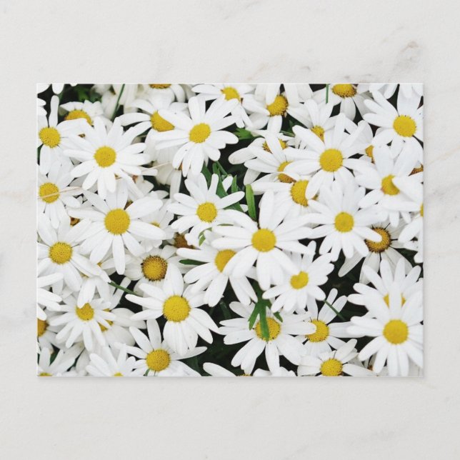 Postal Daisies (Anverso)
