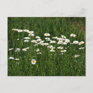 Postal Daisies
