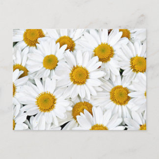 Postal Daisies