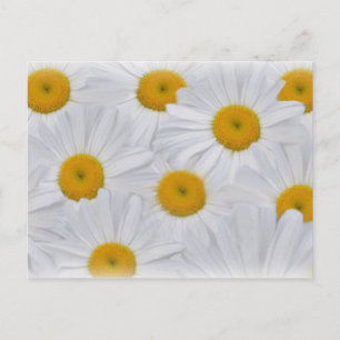 Postal Daisies 6