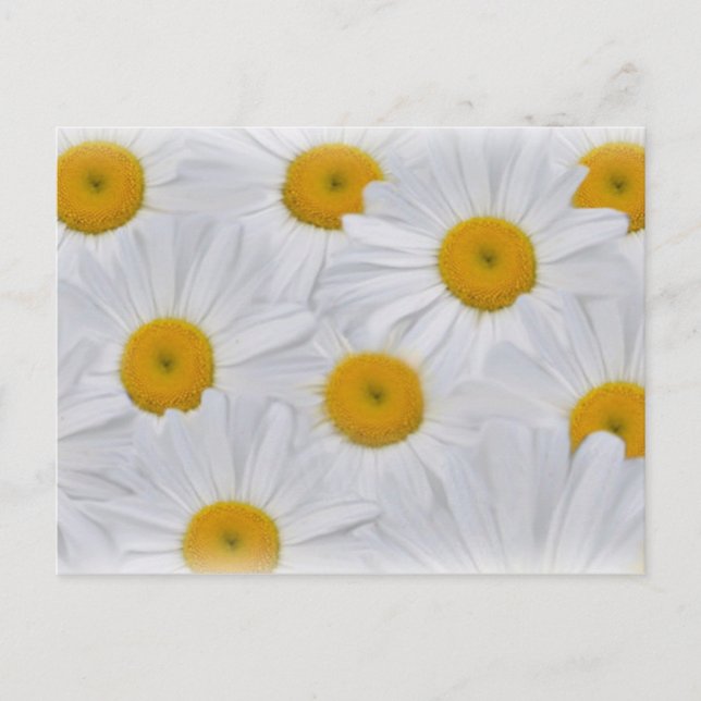 Postal Daisies 6 (Anverso)