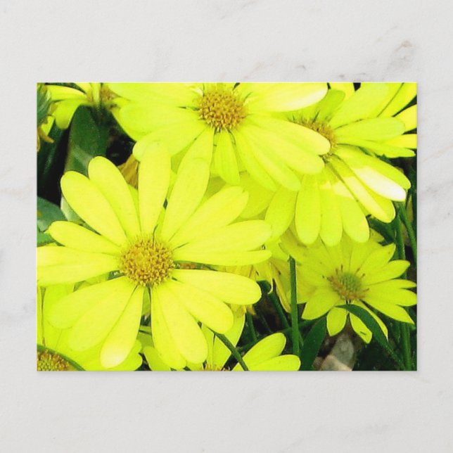 Postal Daisies amarillos (Anverso)