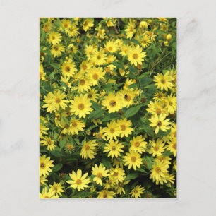 Postal Daisies amarillos