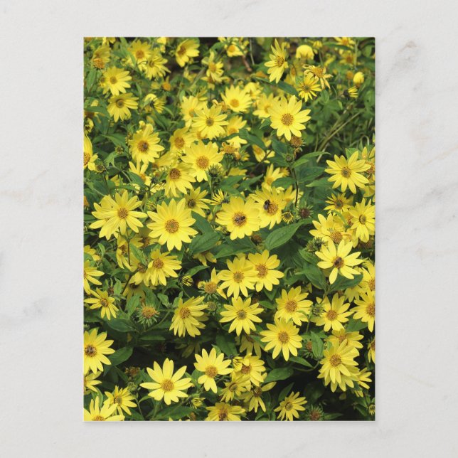 Postal Daisies amarillos (Anverso)