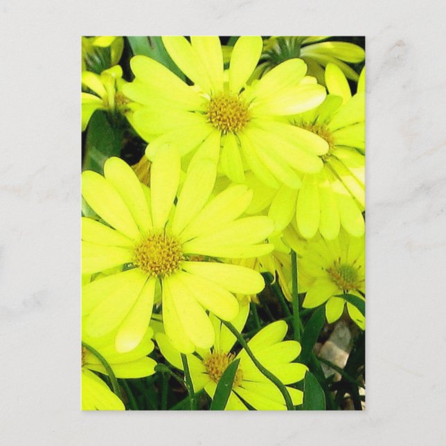 Postal Daisies amarillos (Anverso)