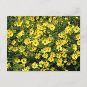Postal Daisies amarillos