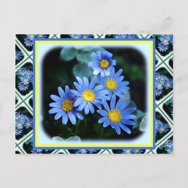 Postal Daisies azules (Anverso)