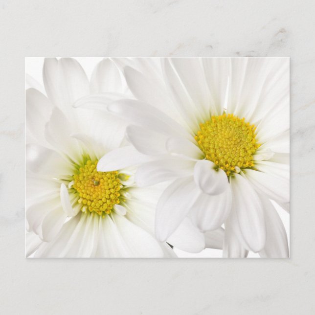 Postal Daisies blancos - Plantilla personalizada de flore (Anverso)