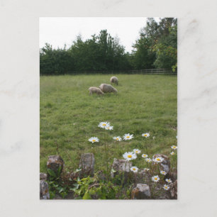 Postal Daisies con corderos