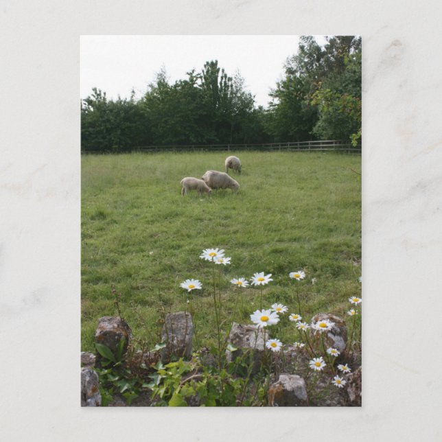 Postal Daisies con corderos (Anverso)