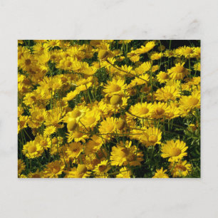 Postal Daisies de la Corona / Coronario de crisantemo