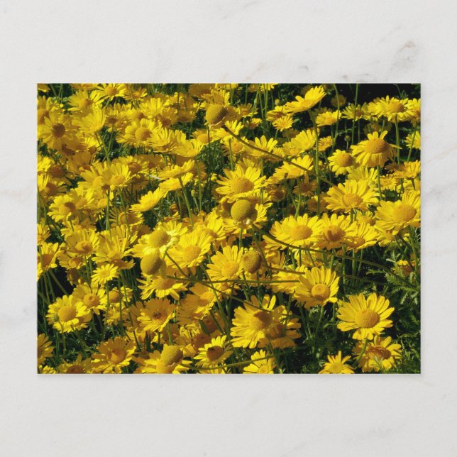 Postal Daisies de la Corona / Coronario de crisantemo (Anverso)