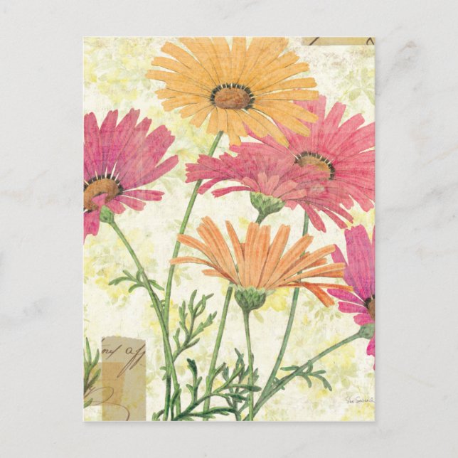 Postal Daisies decorativos (Anverso)
