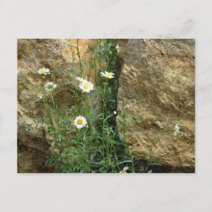 Postal Daisies en las piedras