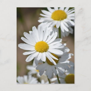 Postal Daisies en primavera