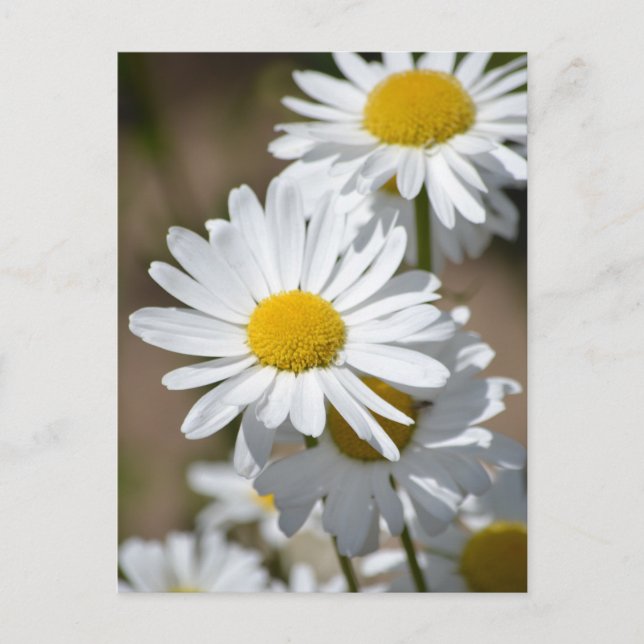 Postal Daisies en primavera (Anverso)