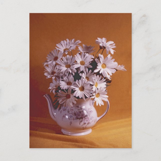 Postal Daisies En Teapot PostCard (Anverso)