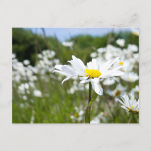 Postal Daisies Ox-eye Flor