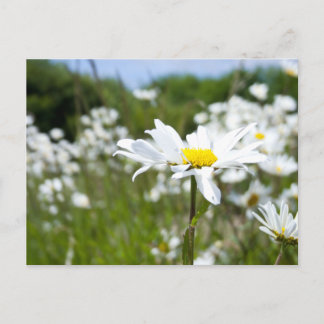 Postal Daisies Ox-eye | Flor