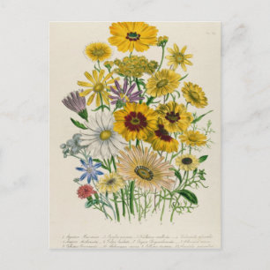 Postal Daisies, plato 31 de 'Las Damas'