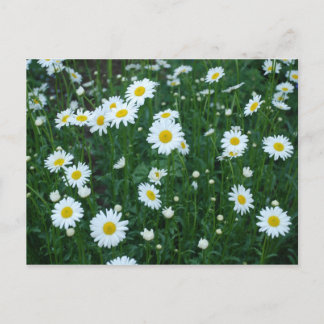 Postal Daisies Postcard