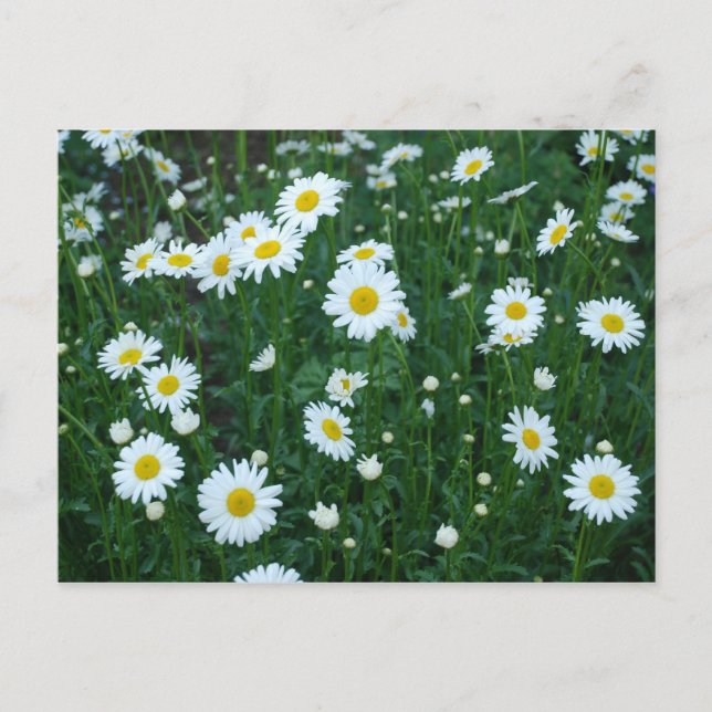 Postal Daisies Postcard (Anverso)