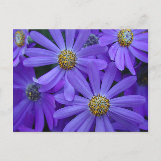 Postal Daisies púrpura - Postcard #1 (Anverso)