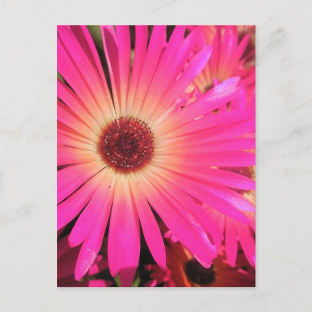 Postal Daisies rosados brillantes (Anverso)