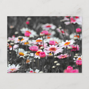 Postal Daisies rosados: Fotografía con salpicaduras de co