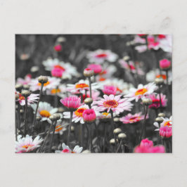 Postal Daisies rosados: Fotografía con salpicaduras de co