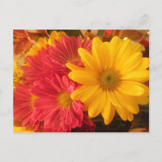 Postal Daisies rosados y amarillos