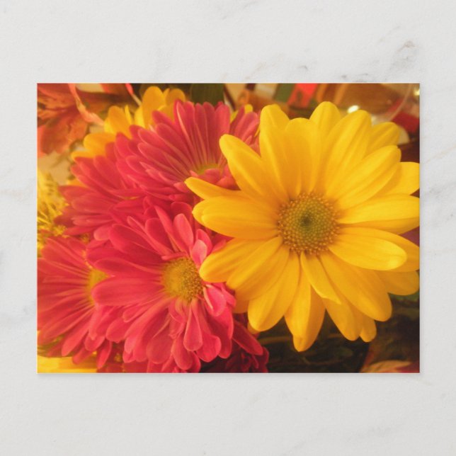 Postal Daisies rosados y amarillos (Anverso)